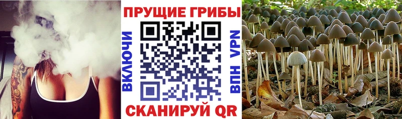 Купить где  Шиханы  Псилоцибиновые грибы Magic Shrooms 